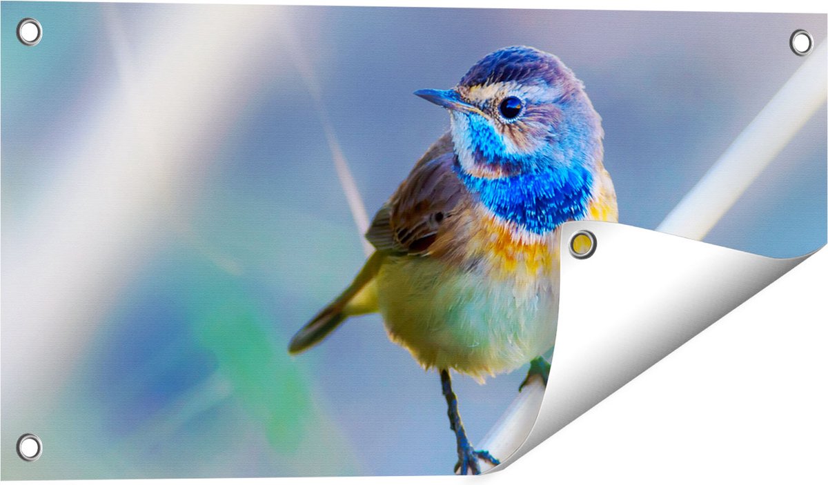 Gards Tuinposter Kleurrijke Blauwborst Vogel op een Tak - 60x30 cm - Tuindoek - Tuindecoratie - Wanddecoratie buiten - Tuinschilderij Multikleur