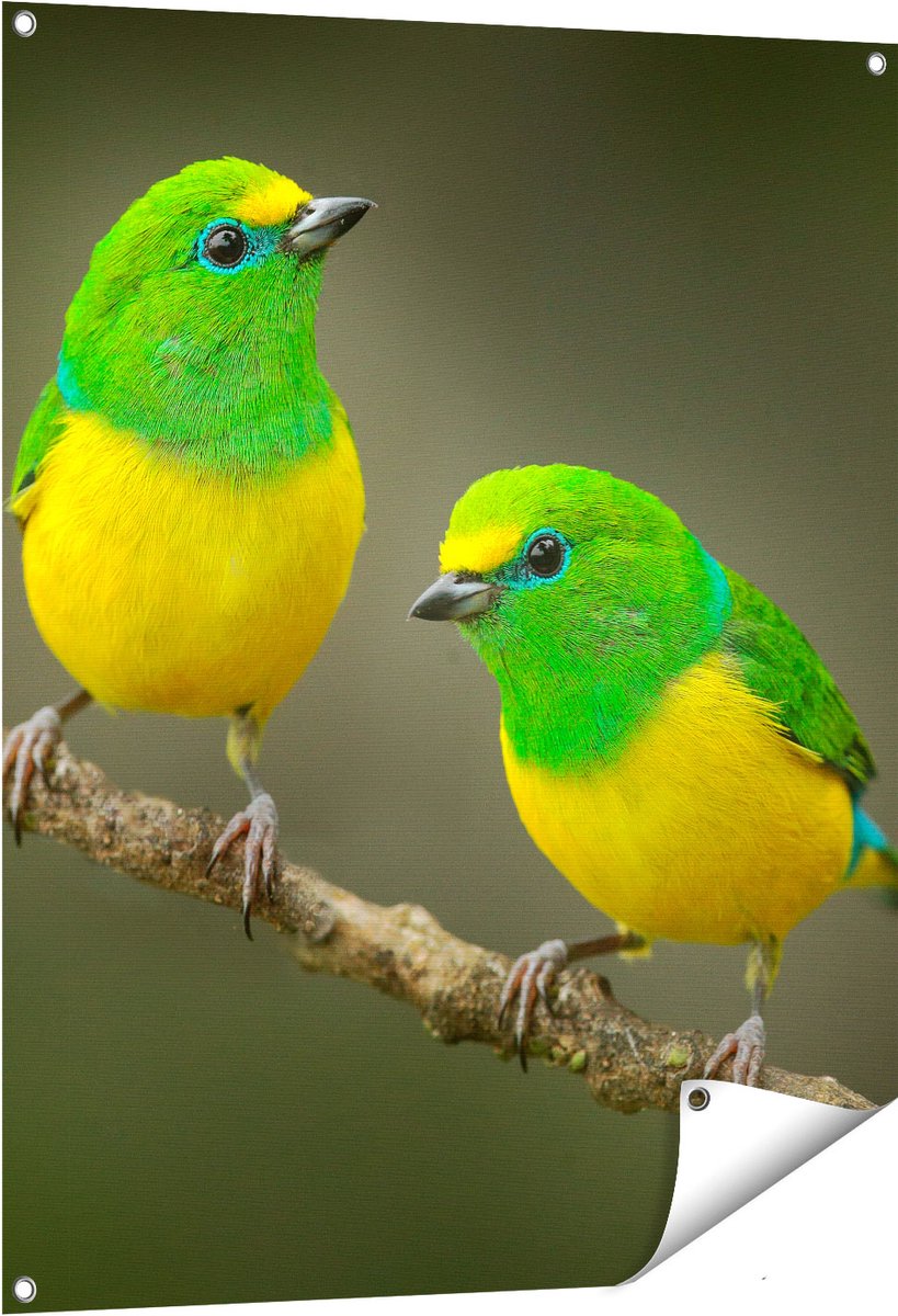 Gards Tuinposter Twee Groen Gele Zangvogels op een Tak - 80x100 cm - Tuindoek - Tuindecoratie - Wanddecoratie buiten - Tuinschilderij Multikleur