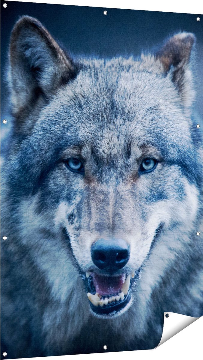 Gards Tuinposter Wolvenkop met Blauwe Ogen - Wolf - 100x150 cm - Tuindoek - Tuindecoratie - Wanddecoratie buiten - Tuinschilderij Multikleur