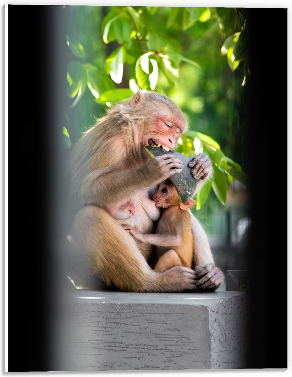 PVC Schuimplaat- Drinkende Baby Aap bij Etende Moeder - 30x40 cm Foto op PVC Schuimplaat