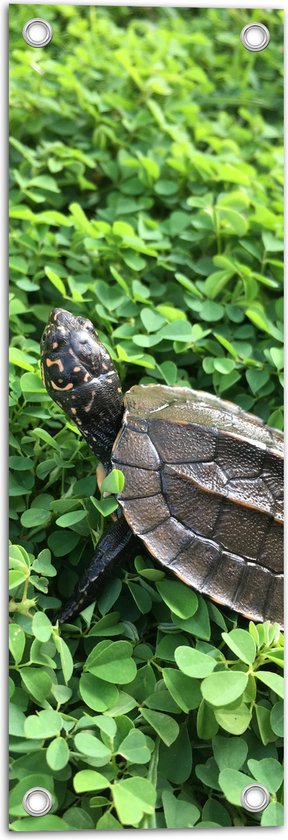 Tuinposter – Bruine Schildpad Lopend over Veld Vol Klavertjes Drie - 20x60 cm Foto op Tuinposter (wanddecoratie voor buiten en binnen)