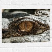 Muursticker - Close-up van Oog van Aligator - 40x30 cm Foto op Muursticker