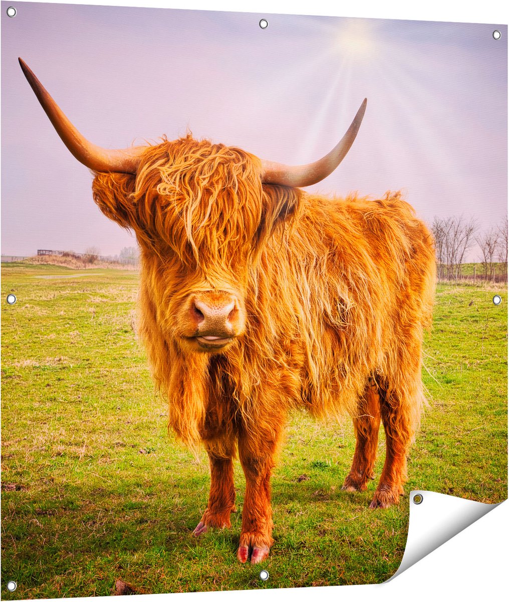 Gards Tuinposter Bruine Schotse Hooglander Koe - Kleur - 100x100 cm - Tuindoek - Tuindecoratie - Wanddecoratie buiten - Tuinschilderij Multikleur
