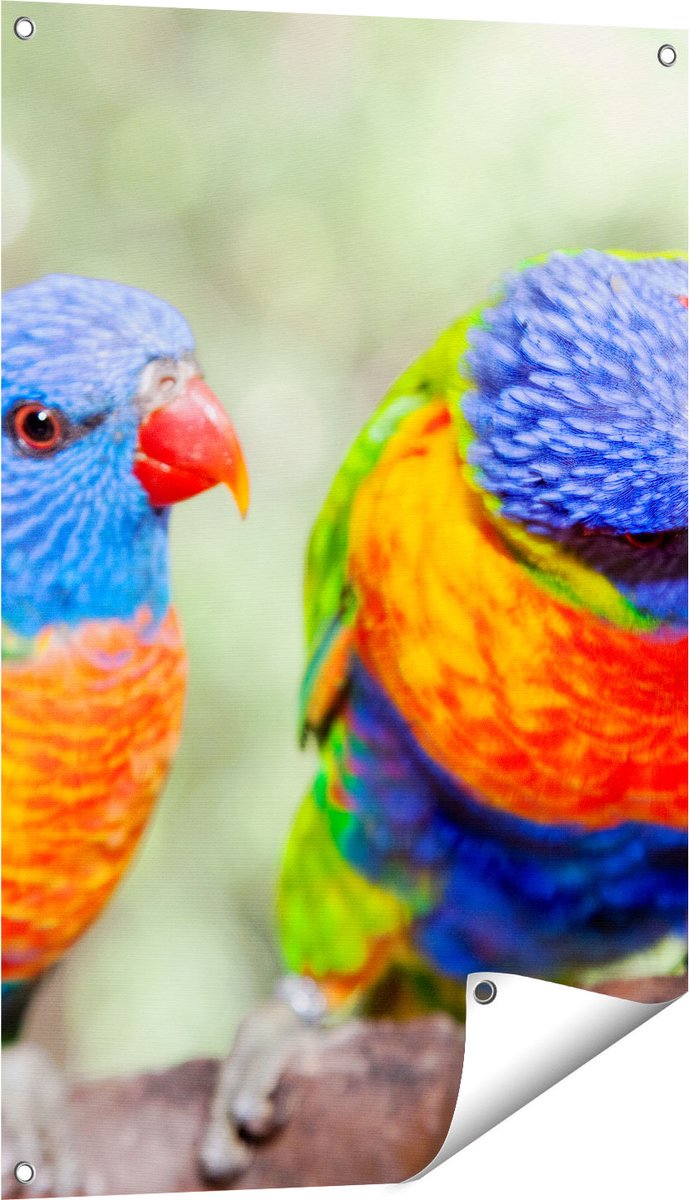 Gards Tuinposter Vier Regenboog Lori Vogels op een Tak - 60x90 cm - Tuindoek - Tuindecoratie - Wanddecoratie buiten - Tuinschilderij Multikleur