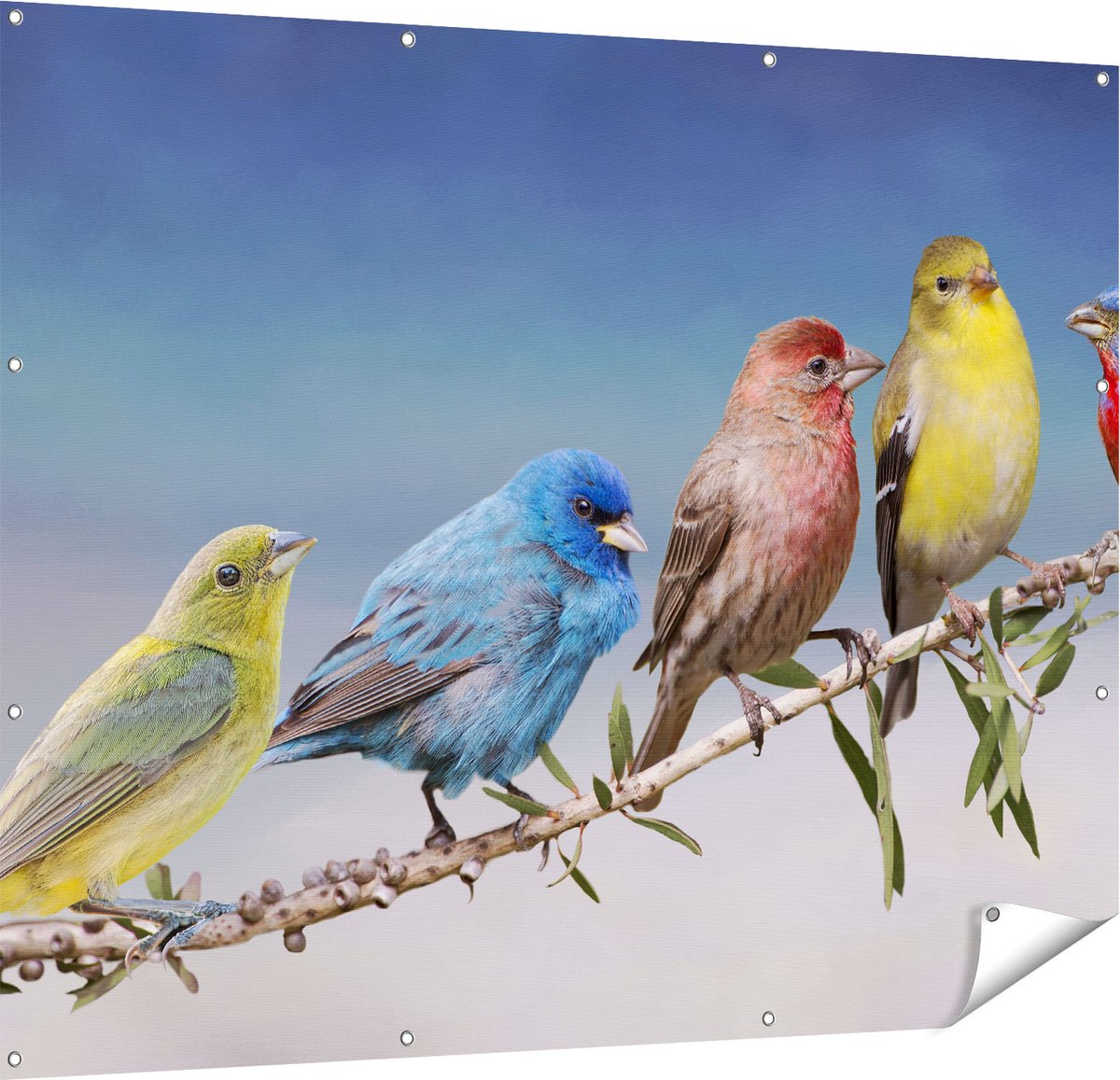Gards Tuinposter Kleurrijke Zangvogels op een Tak - Kleur - 150x120 cm - Tuindoek - Tuindecoratie - Wanddecoratie buiten - Tuinschilderij Multikleur