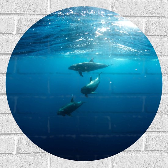 Muursticker Cirkel - Drie Dolfijnen Zwemmend bij het Wateroppervlak - 60x60 cm Foto op Muursticker