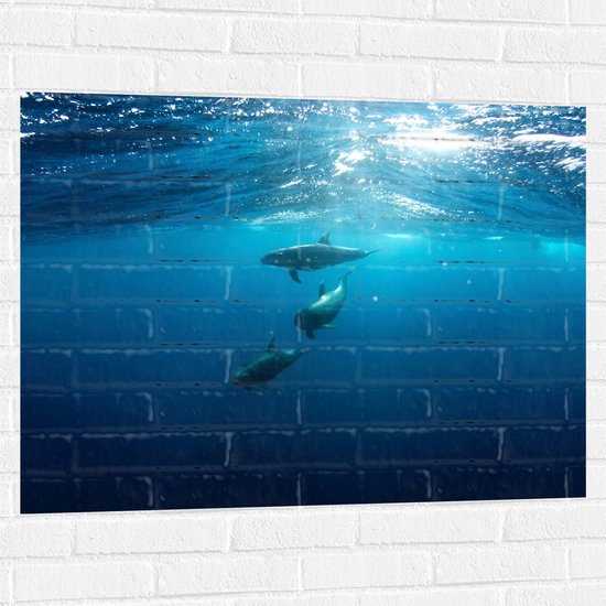 Muursticker - Drie Dolfijnen Zwemmend bij het Wateroppervlak - 100x75 cm Foto op Muursticker