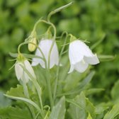 6x Campanule - Campanula cochleariifolia ' White Bébé' - Pot 9x9cm
