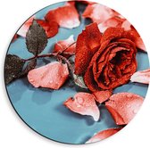 Dibond Muurcirkel - Losse Rozenblaadjes met Rode Roos Vol Waterdruppels - 40x40 cm Foto op Aluminium Muurcirkel (met ophangsysteem)
