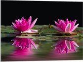 Acrylglas - Waterlelies op het Water - 80x60 cm Foto op Acrylglas (Met Ophangsysteem)