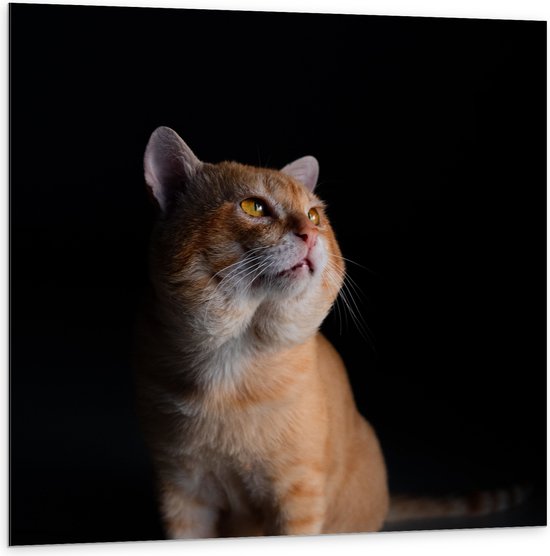 Dibond - Dikke Oranjekleurige Kat tegen Zwarte Achtergrond - 100x100 cm Foto op Aluminium (Wanddecoratie van metaal)