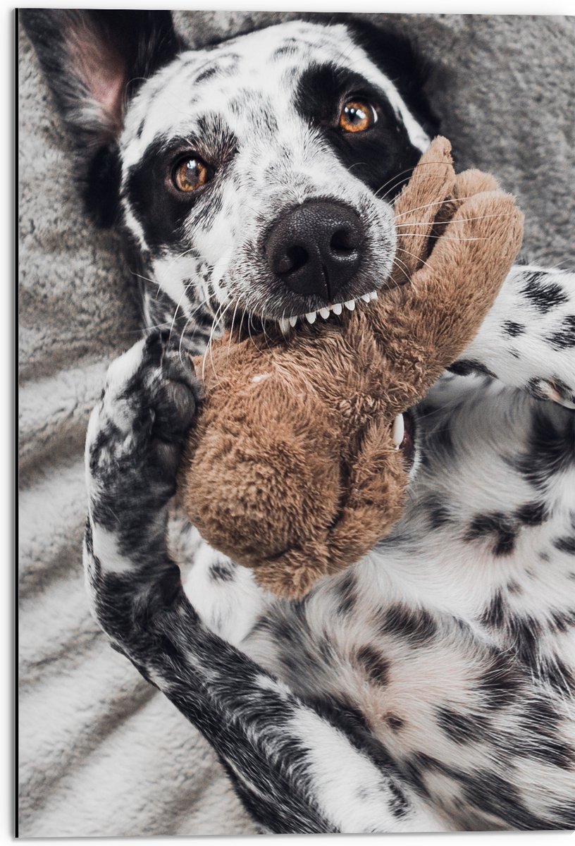 Dibond - Dalmatiër Hond Spelend met Bruine Knuffel - 50x75 cm Foto op Aluminium (Met Ophangsysteem)