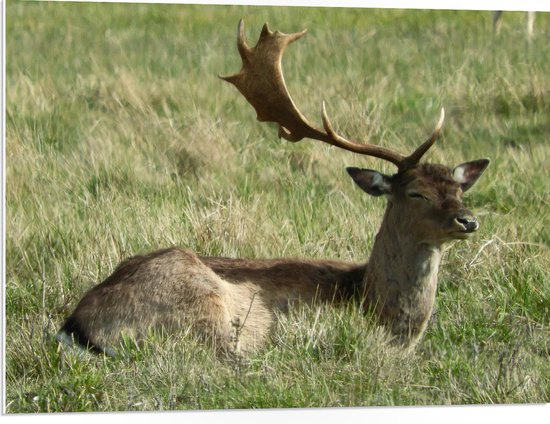 PVC Schuimplaat- Hert met Deel van Gewei - 80x60 cm Foto op PVC Schuimplaat