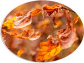 PVC Schuimplaat Ovaal - Close-up van Herfstbladeren aan Tak in Bos - 56x42 cm Foto op Ovaal (Met Ophangsysteem)