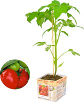 Tomaat Pyros - 3 tomatenplanten