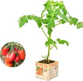 Italiaanse tomaat - Roma - 3 tomatenplanten