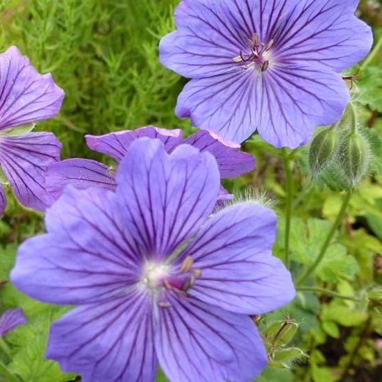 Foto: 6x ooievaarsbek geranium blue blood pot 9x9cm