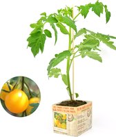 Gele tomaat - 3 tomatenplanten