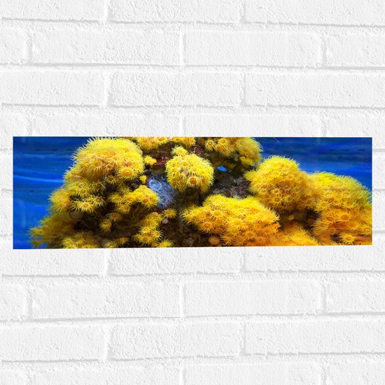 WallClassics - Muursticker - Geel Koraal op Zeebodem - 60x20 cm Foto op Muursticker