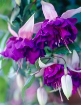 Garden Select - Fuchsia Royal Mosaic - 6 Plantes - Violet/ Wit - Plante en pot - Jardin- Plante de patio - Vivace