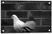 Tuinposter – Witte en Grijze Duif tegen Muur (Zwart- wit) - 60x40 cm Foto op Tuinposter (wanddecoratie voor buiten en binnen)