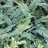 6x Naaldvaren - Polystichum neolobatum 'Shiny Holly Fern' - Pot 9x9cm