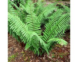 6x Nepalvaren - Dryopteris wallichiana - Pot 9x9cm