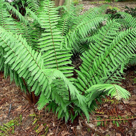 6x Nepalvaren - Dryopteris wallichiana - Pot 9x9cm