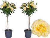 Plant in a Box - Rosa Palace 'Mysore' - Set de 2 - Rose standard jaune pour intérieur, jardin, terrasse ou balcon - Pot 19cm - Hauteur 80-100cm