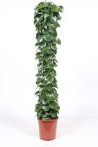 Cissus rotundifolia ↨ 160cm - hoge kwaliteit planten