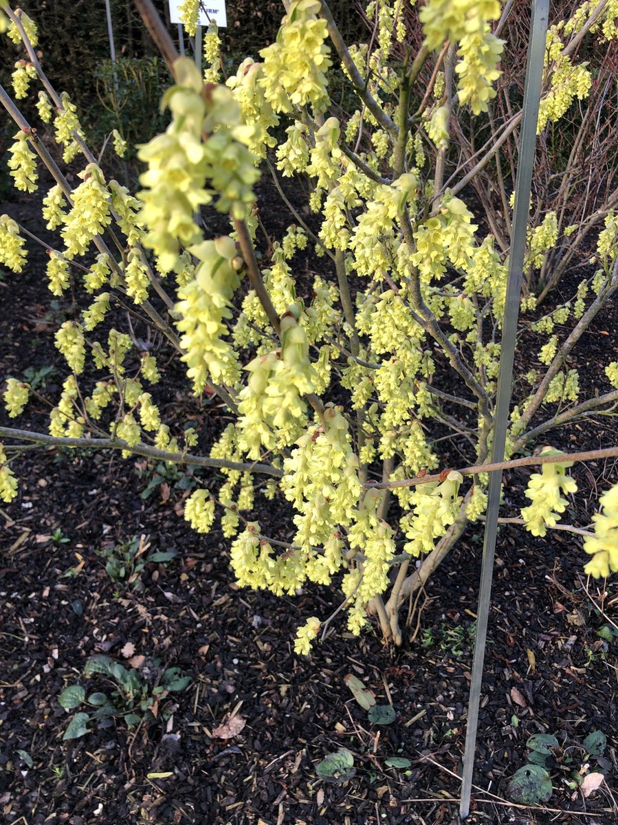 Corylopsis pauciflora - Schijnhazelaar 30 - 40 cm in pot
