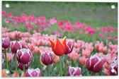 Tuinposter – Veld Vol Bloeiende Tulpen in Verschillende Kleuren Roze - 60x40 cm Foto op Tuinposter (wanddecoratie voor buiten en binnen)