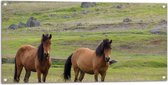 Tuinposter – Twee Bruine Wilde Paarden in de Bergen van IJsland - 100x50 cm Foto op Tuinposter (wanddecoratie voor buiten en binnen)