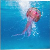 Vlag - Roze Kwal Zwemmend in de Zee - 50x50 cm Foto op Polyester Vlag