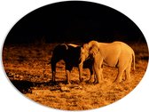 PVC Schuimplaat Ovaal - Twee Olifanten in het Landschap tijdens de Donkere Nacht - 96x72 cm Foto op Ovaal (Met Ophangsysteem)