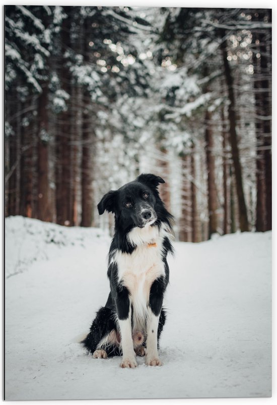 Dibond - Poserende Bordercollie hond in Besneeuwd Bos - 70x105 cm Foto op Aluminium (Wanddecoratie van metaal)