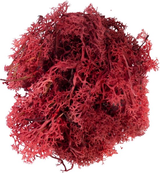 Rood Rendiermos Doosje 50gr My Village bol