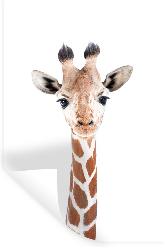 Stickers muraux - Sticker Foil - Girafe - Animaux - Nature - Portrait - 40x60 cm - Film Adhésif - Stickers muraux Chambre Enfant - Papier Peint Auto Adhésif