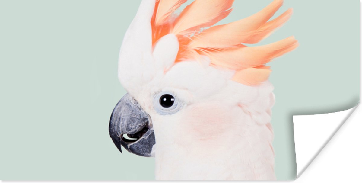 Poster Kaketoe - Dieren - Natuur - Wit - 150x75 cm