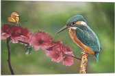 Vlag - IJsvogel en Vlinder op Bloesem Bloemen - 75x50 cm Foto op Polyester Vlag