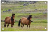 Tuinposter – Twee Bruine Wilde Paarden in de Bergen van IJsland - 60x40 cm Foto op Tuinposter (wanddecoratie voor buiten en binnen)