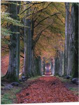 WallClassics - Drapeau - Chemin dans la forêt en automne - 60x80 cm Photo sur drapeau en polyester