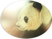 WallClassics - PVC Schuimplaat Ovaal - Zonlicht op Panda - 108x81 cm Foto op Ovaal (Met Ophangsysteem)