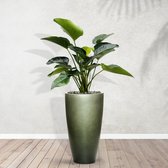 Combideal - Philodendron Green Beauty inclusief zelfwaterende pot Mace Matt Forest Green S - 160cm