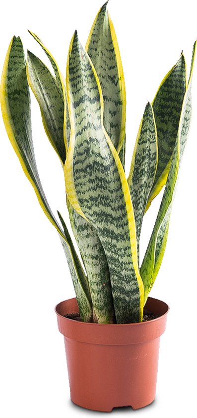 Sansevieria Laurentii - Vrouwentong - ± 35cm hoog - 12cm diameter