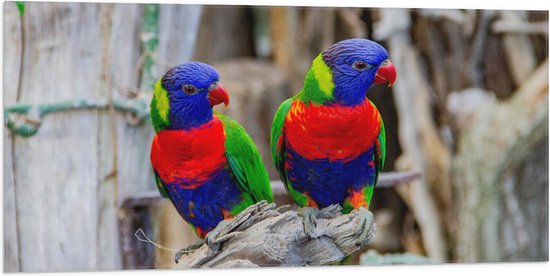 Vlag - Twee Regenboogkleurige Vogels zittend op Tak - 100x50 cm Foto op Polyester Vlag