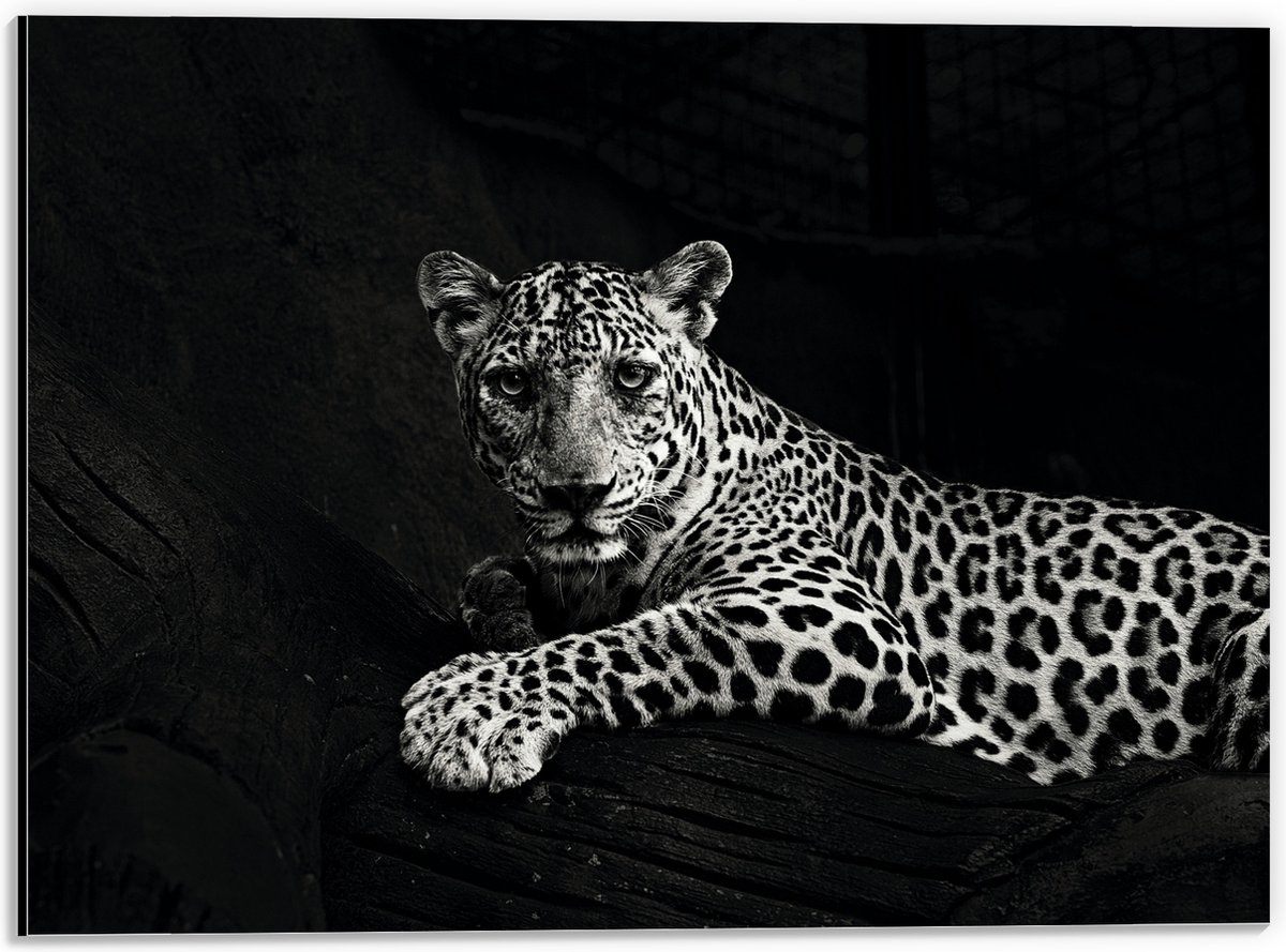 Dibond - Panter met Grote Klauwen Liggend op Boomstam (Zwart- wit) - 40x30 cm Foto op Alum