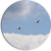 Dibond Muurcirkel - Vogels Vliegend Voorbij de Wolken - 30x30 cm Foto op Aluminium Muurcirkel (met ophangsysteem)