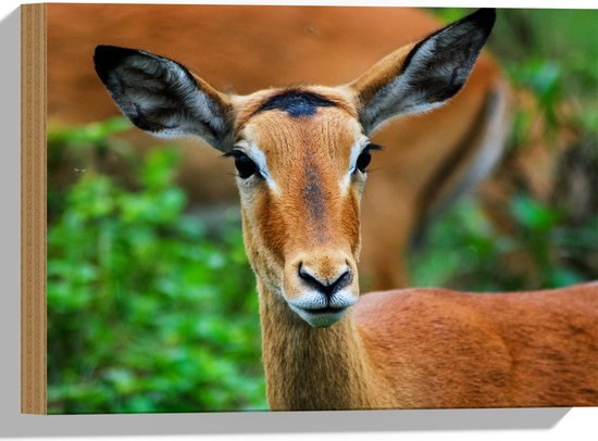 Hout - Kop van Antilope met Donkere Ogen - 40x30 cm - 9 mm dik - Foto op Hout (Met Ophangsysteem)