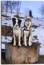 Dibond - Siberische Husky en Border Collie Honden op Dikke Boomstam in Sneeuw Landschap - 50x75 cm Foto op Aluminium (Met Ophangsysteem)